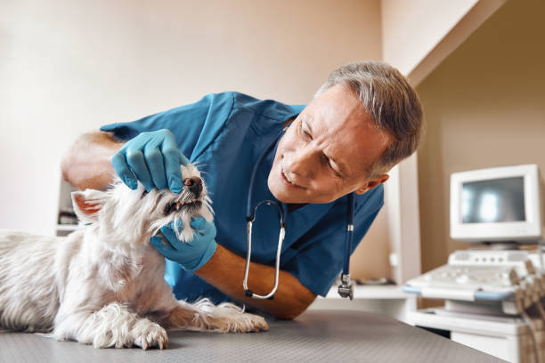 Best Emergency Tooth Extraction in Russells Point, OH